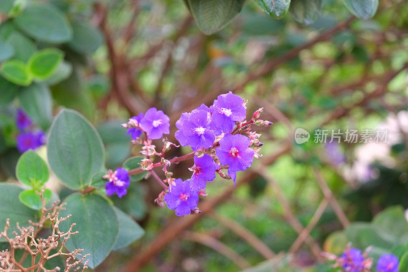 urvilleana的Rwandan Tibouchina